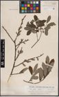 Foto von Salix aurita L. x Salix cinerea L.